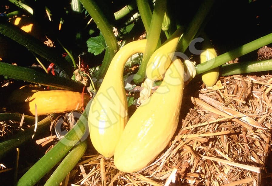 Eden Seeds Select Organic Zucchini Golden Arch