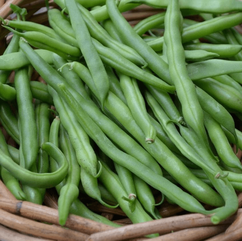 Eden Seeds Bush Bean Gourmet Delight