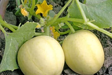 Eden Seeds Cucumber Crystal Apple