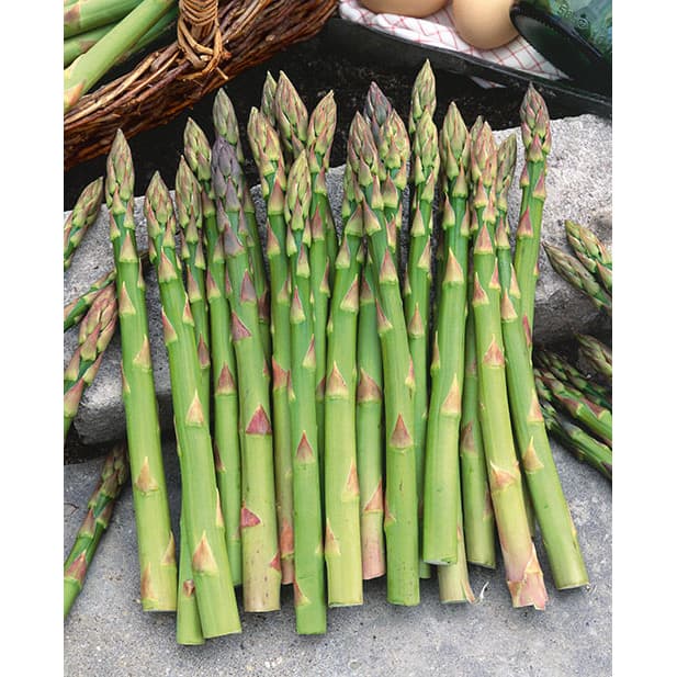 Eden Seeds Asparagus - Mary
