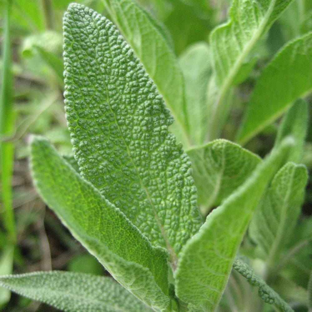 Eden Seeds - Sage
