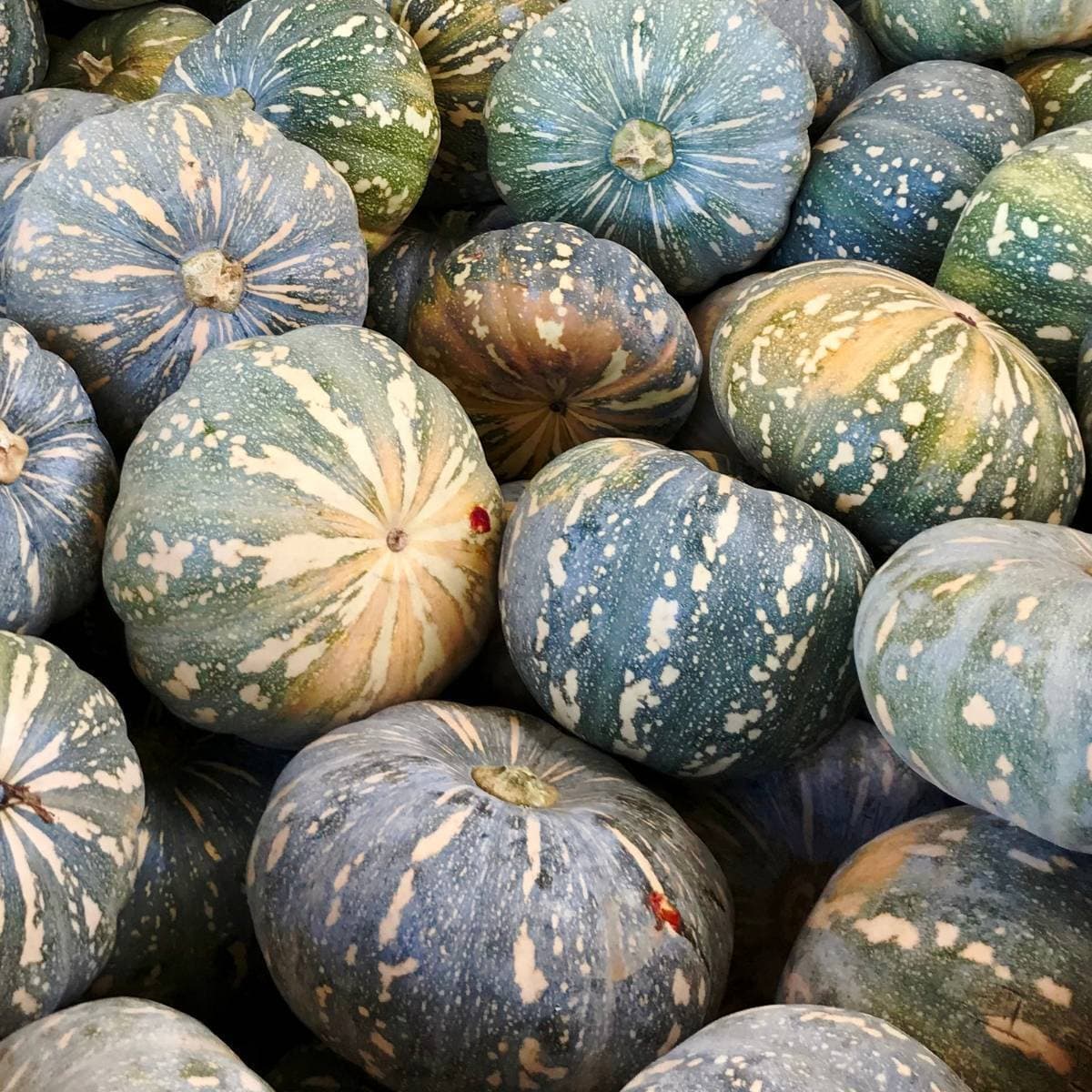 Eden Seeds - Pumpkin Black Jap