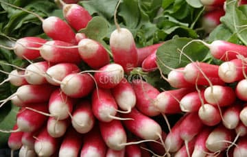 Eden Seeds Radish French Breakfast