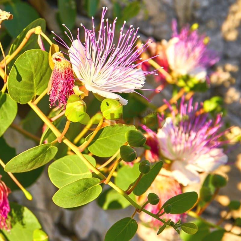 Eden Seeds - Caper Bush