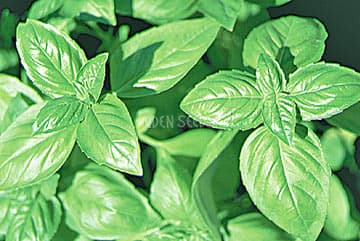 Eden Seeds Sweet Basil