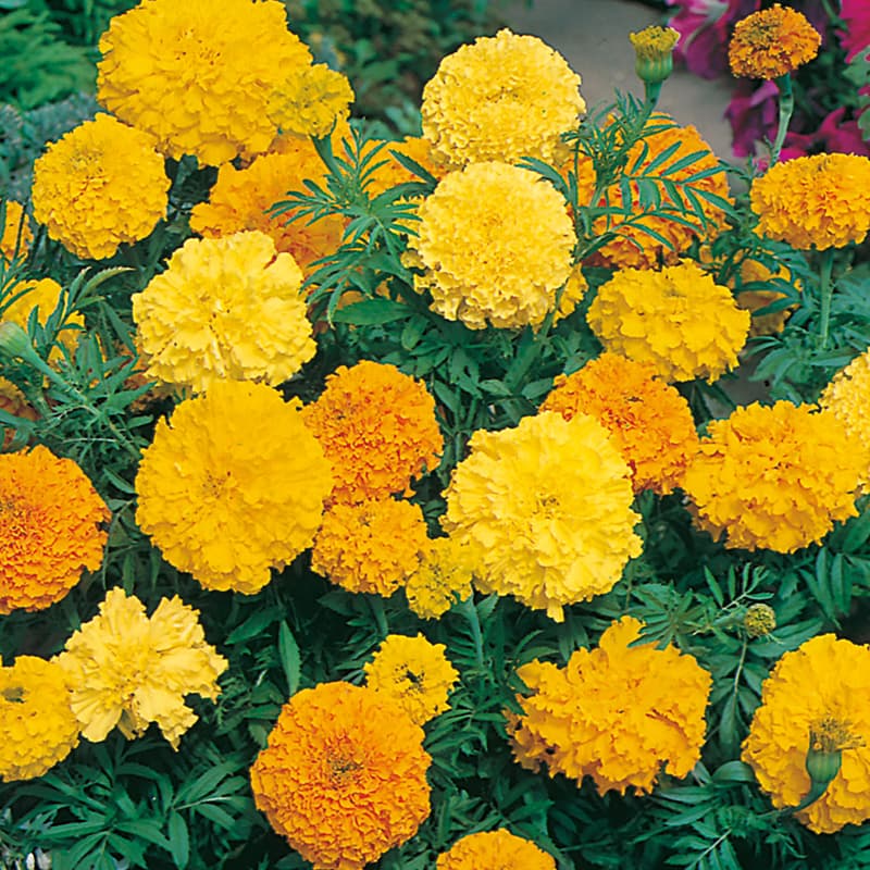 Eden Seeds - Marigold - African Crackerjack