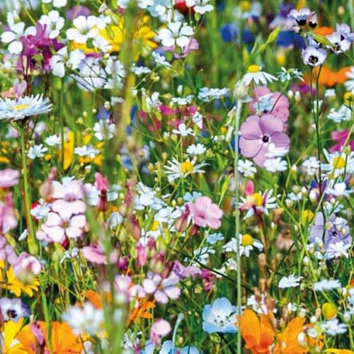 Eden Seeds Beneficial Insect Mix