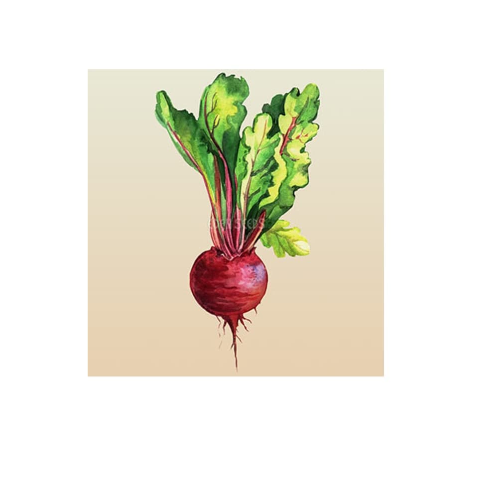 Eden Seeds Select Organic Beetroot Detroit