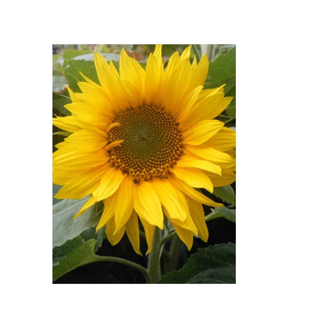 Eden Seeds Sunflower Giant Single