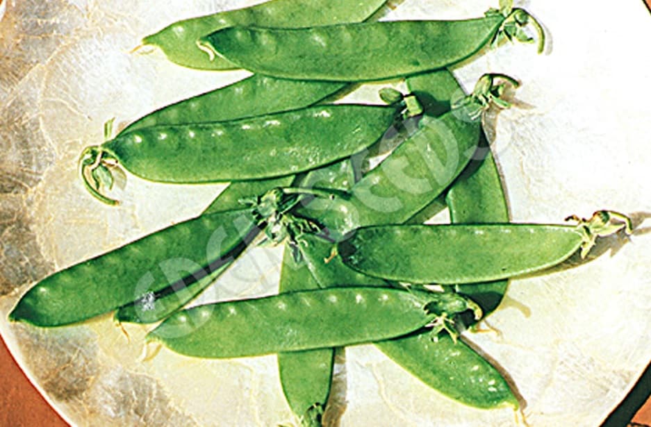 Eden Seeds Snowpea Melting Mammoth