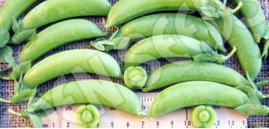 Eden Seeds Pea Sugarsnap Climbing