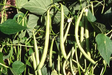 Eden Seeds Bush Bean Windsor Long Pod