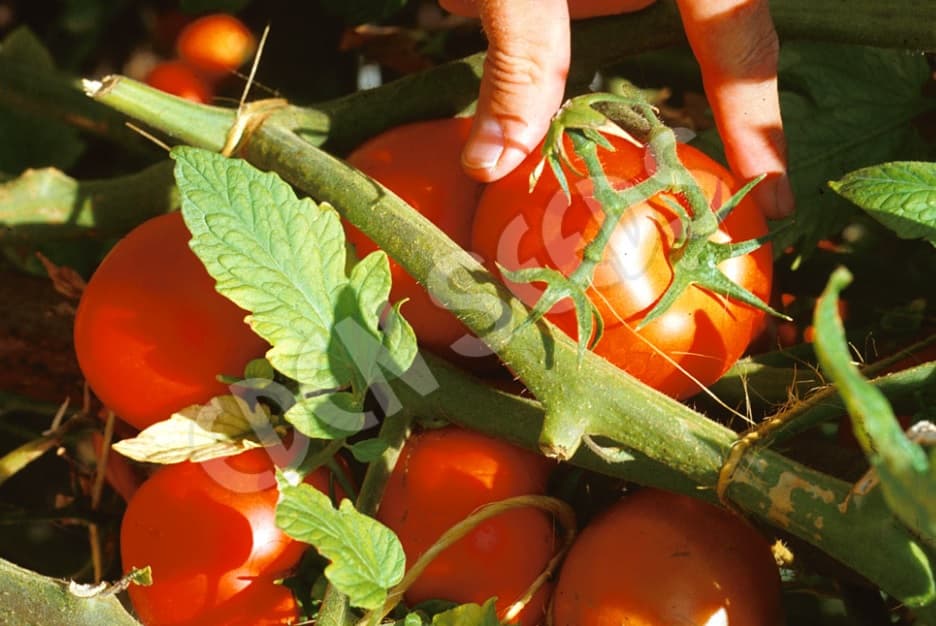Eden Seeds Select Organic Tomato Beefsteak