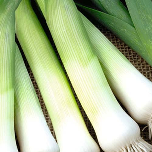 Eden Seeds Select Organic Leek Carentan