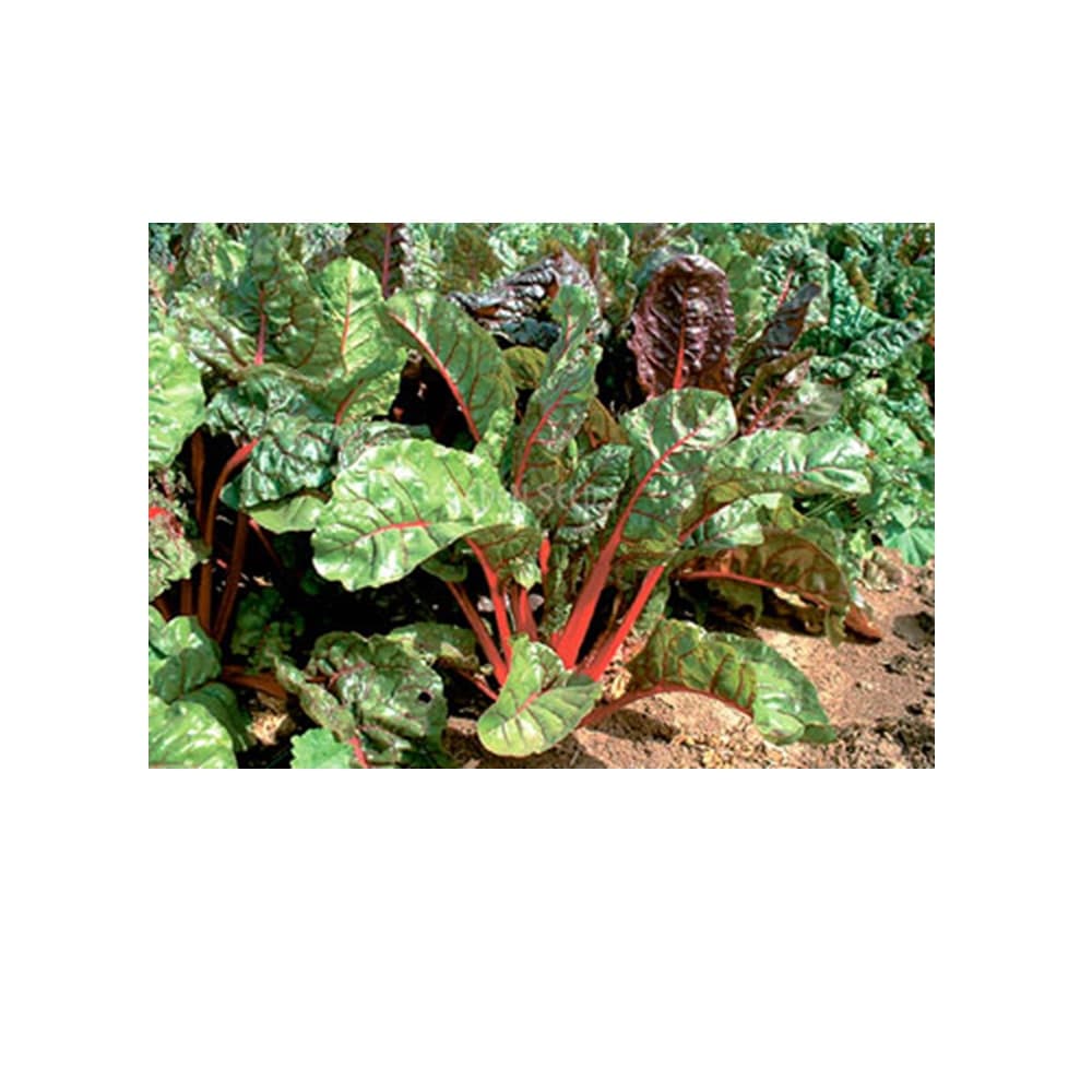 Eden Seeds Select Organic Silverbeet Ruby Red Chard