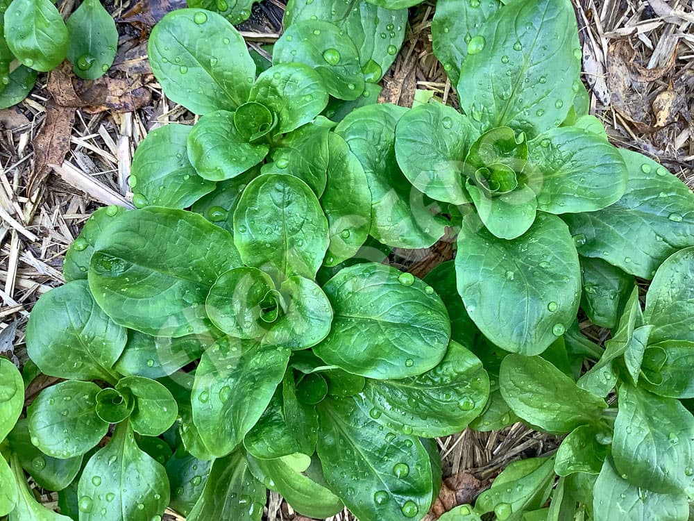 Eden Seeds - Corn Salad