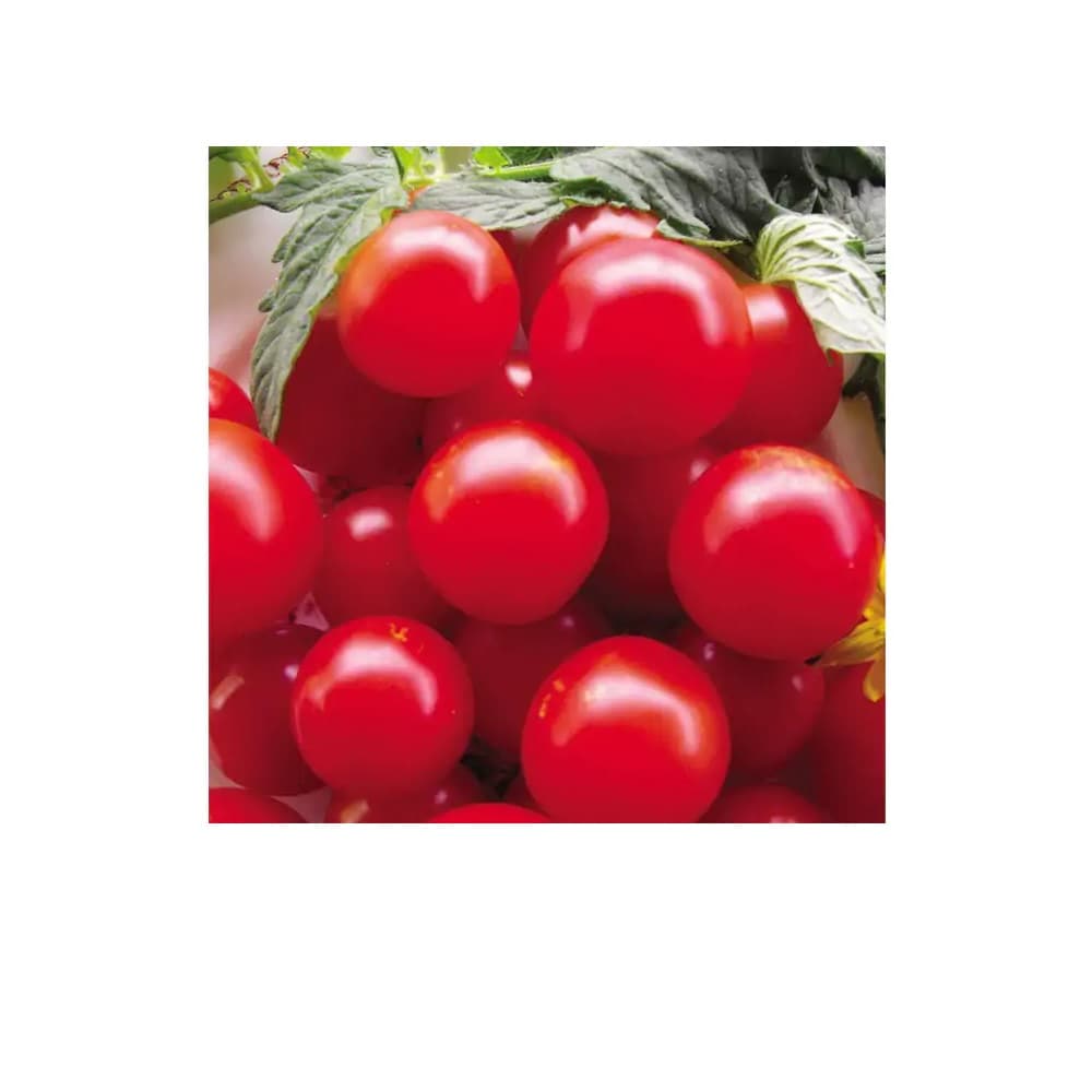 Eden Seeds Tomato Cherry Fox