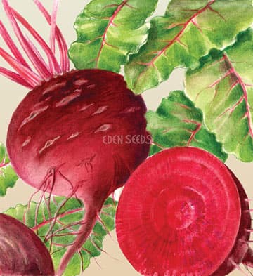 Eden Seeds Select Organic Beetroot Early Wonder