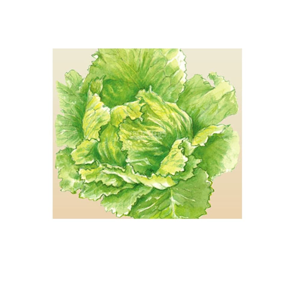 Eden Seeds Select Organic Lettuce Great Lakes