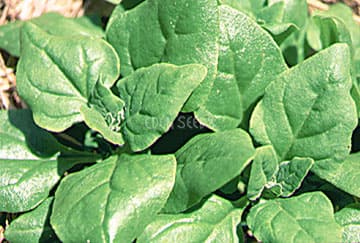 Eden Seeds Spinach New Zealand