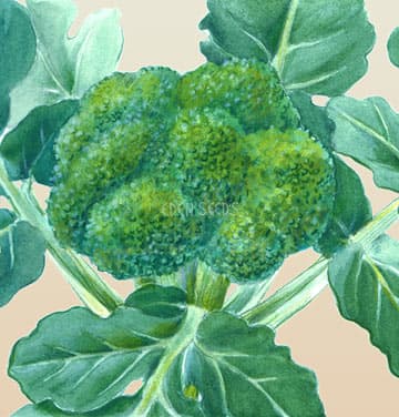 Eden Seeds Broccoli Green Sprouting Calabrese