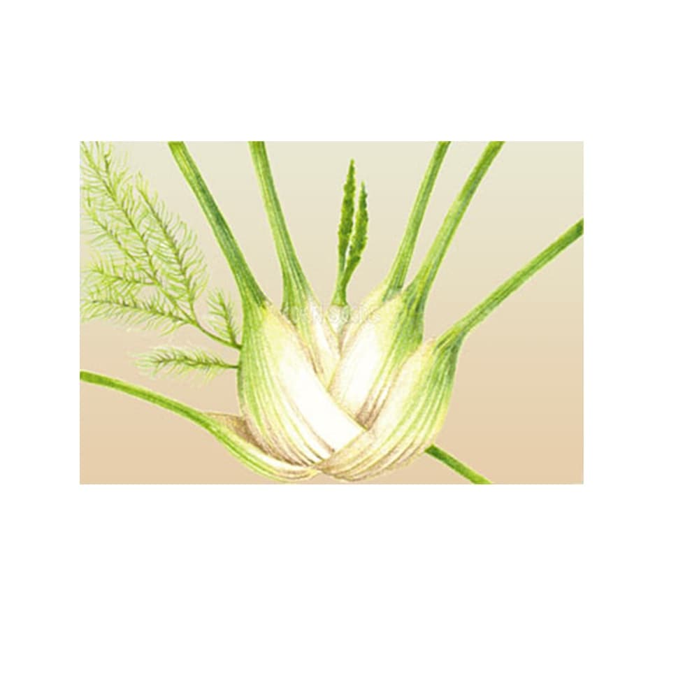 Eden Seeds Fennel