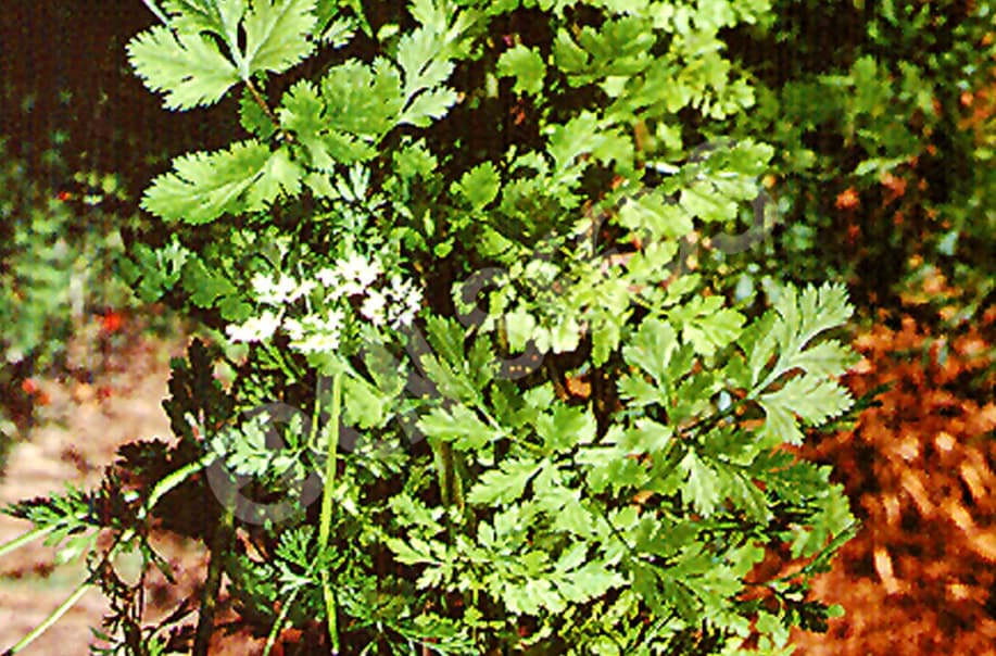 Eden Seeds Select Organic Coriander Cilantro