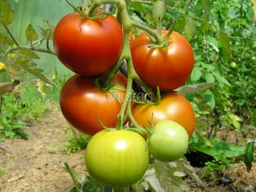 Eden Seeds - Tomato Moneymaker