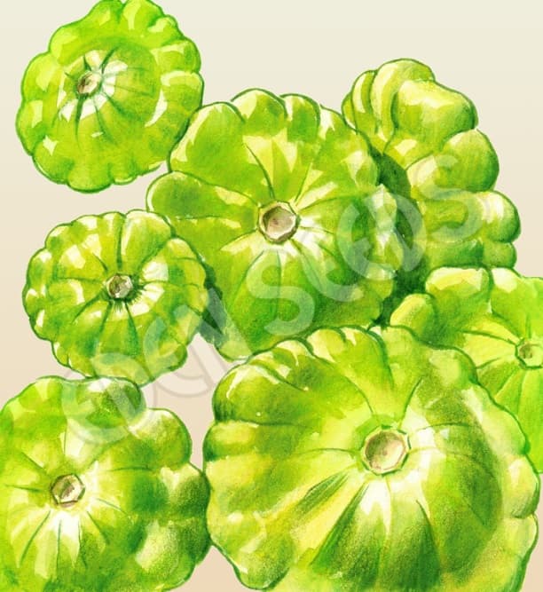 Eden Seeds Select Organic Button Squash Bennings Green Tint