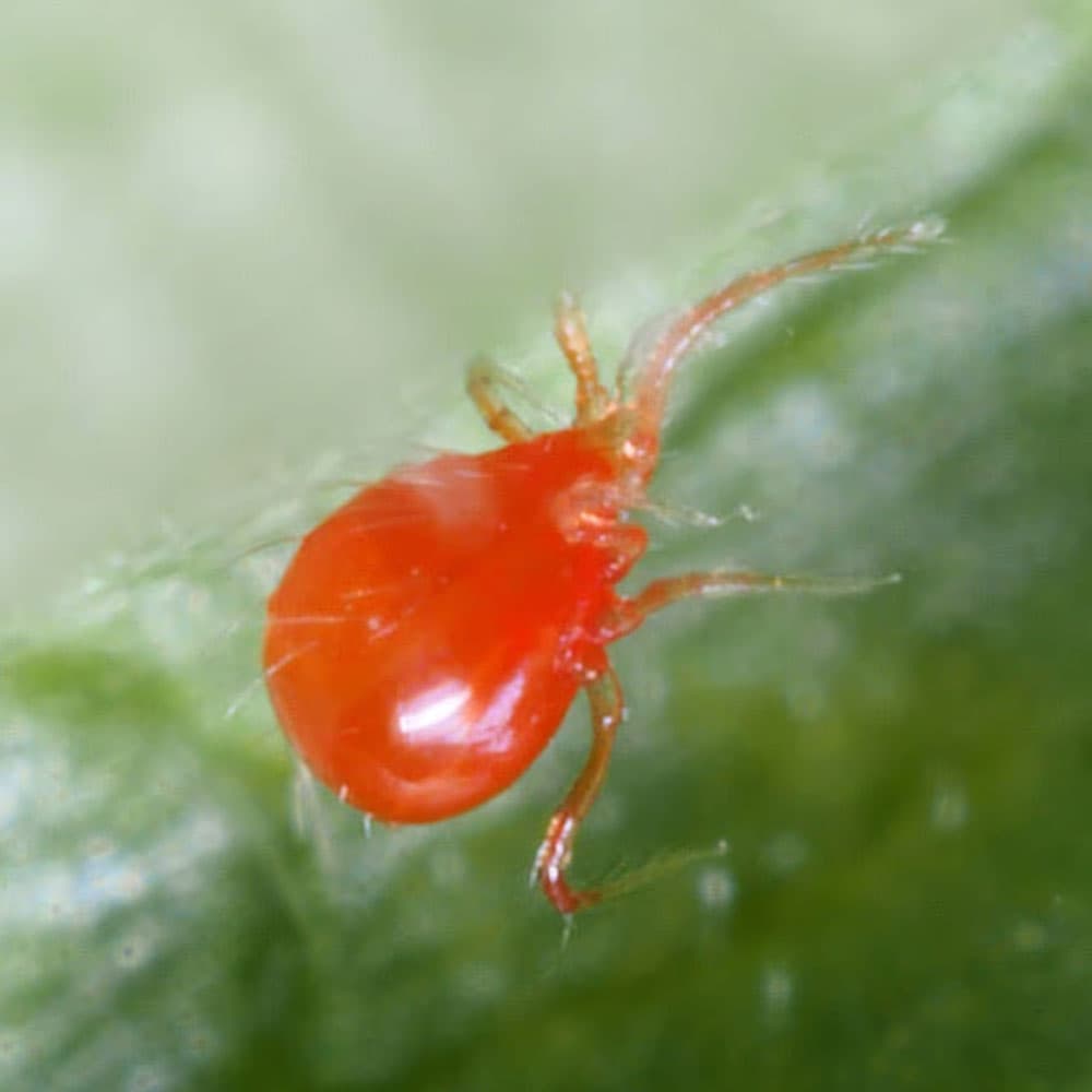 Premium Persimilis (Pack Of 2000)
