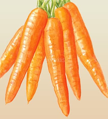 Eden Seeds Carrots All Seasons