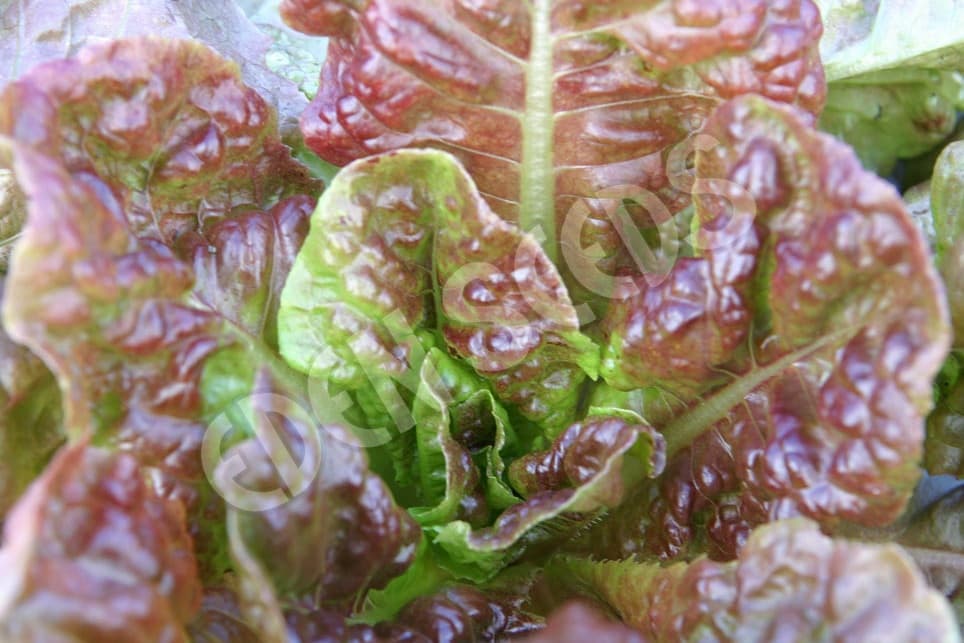 Eden Seeds Lettuce Marvel of Four Seasons