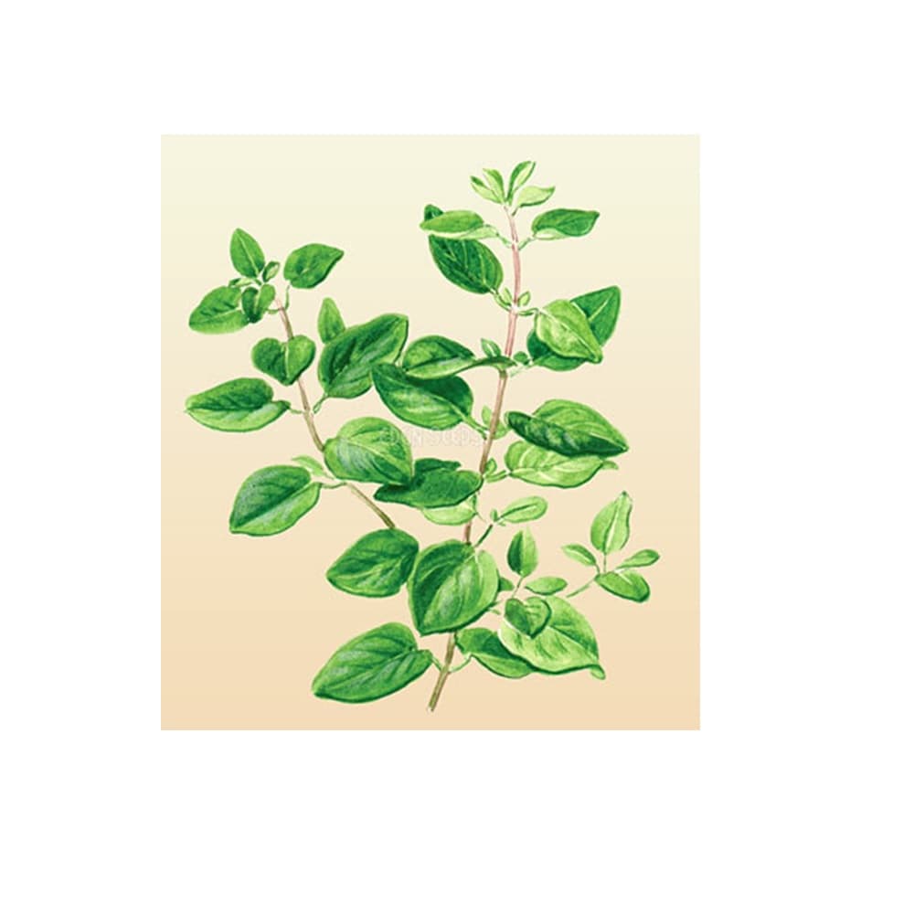 Eden Seeds Oregano Greek