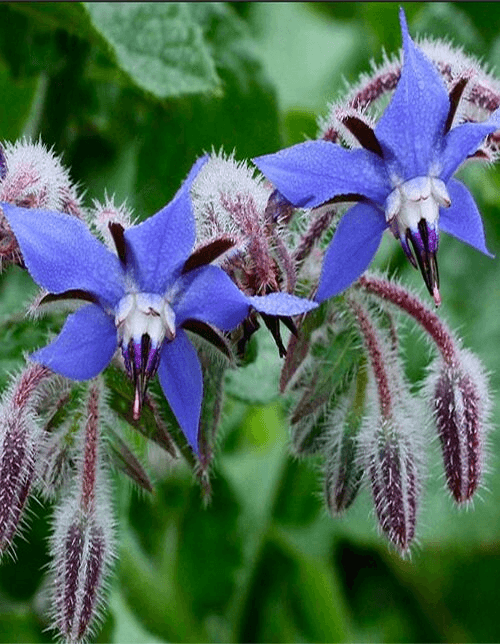 Eden Seeds Borage
