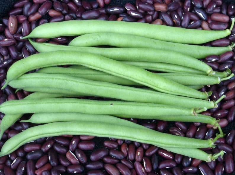 Eden Seeds Bush Bean Provider