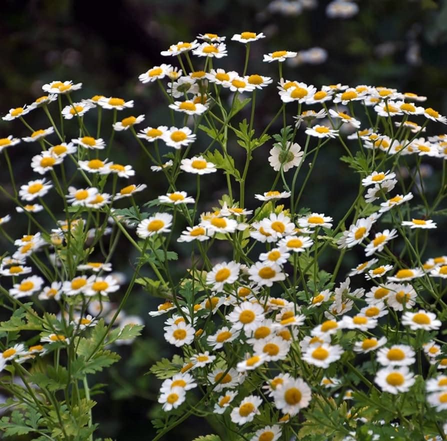Eden Seeds - Pyrethrum