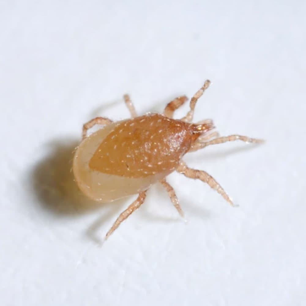 Hypoaspis 20,000 mites