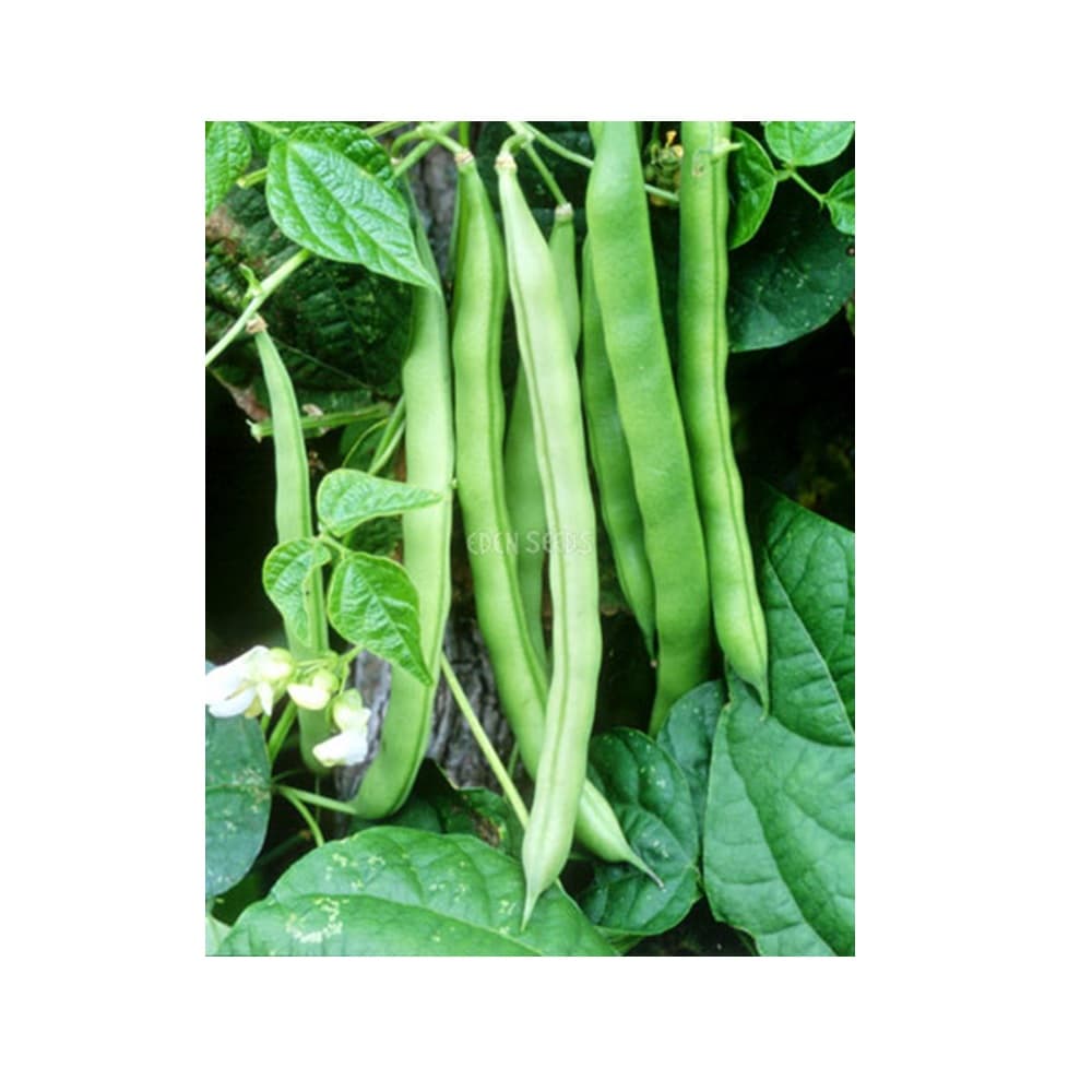 Eden Seeds Climbing Bean Blue Lake