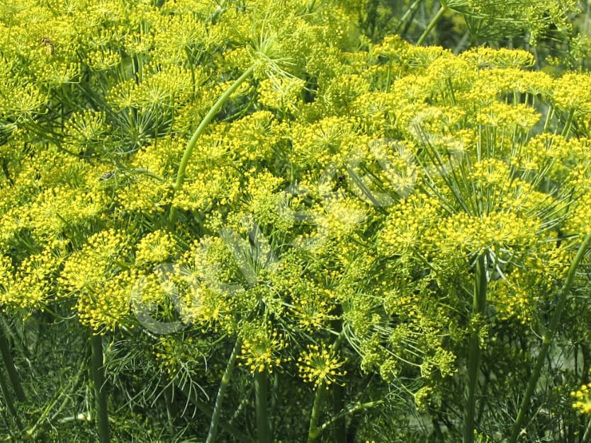 Eden Seeds Select Organic Dill