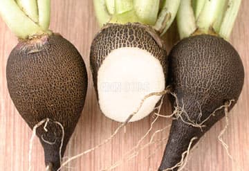 Eden Seeds - Radish Black Spanish Round
